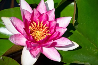 Gölette güzel pembe nilüfer çiçeği, yakın görüş.