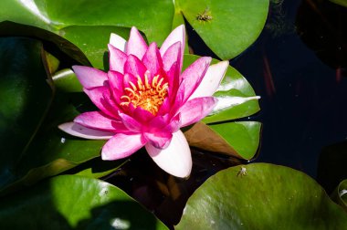 Gölette güzel pembe nilüfer çiçeği, yakın görüş.