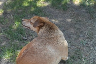 Bahçedeki sevimli kızıl köpek.