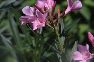 Bahçede büyüyen pembe çiçekler.