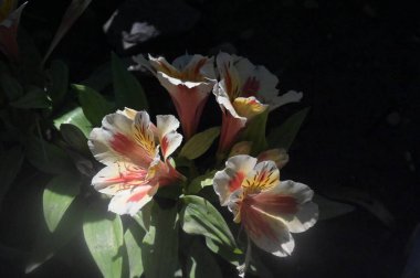 güzel zambak çiçekleri, çiçek konsepti imajı