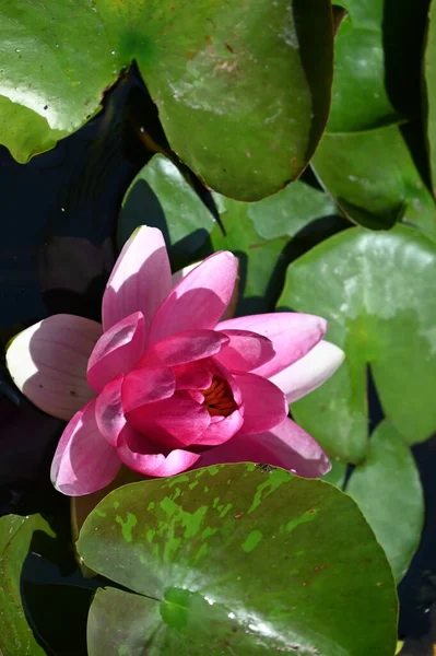 Schöne Rosa Lotusblume Auf Dem Teich Nahsicht — Stockfoto