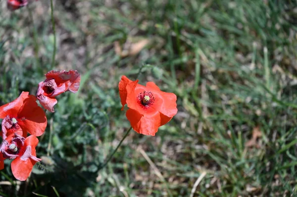 Gyönyörű Piros Mák Virágok Nőnek Kertben — Stock Fotó