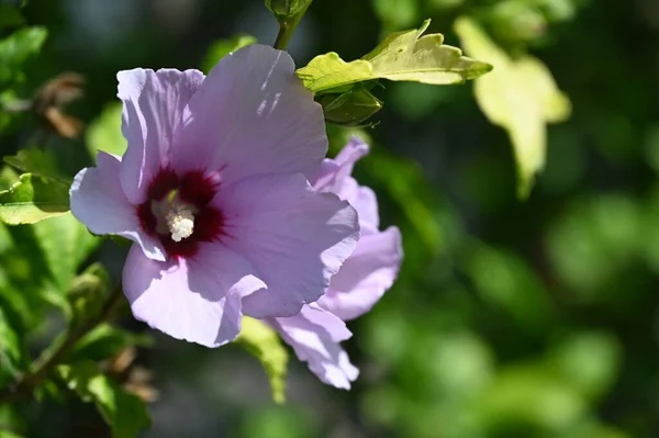 Blommande Rosa Blommor Som Växer Trädgården — Stockfoto