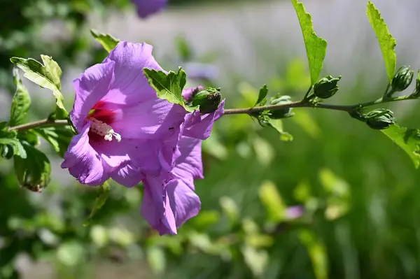 庭でピンクの花を咲かせ — ストック写真