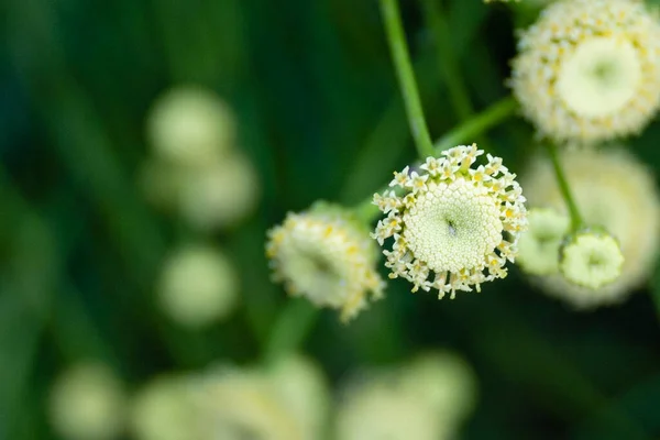 庭で育つ美しい白い花 — ストック写真