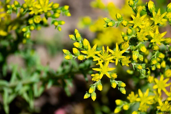 Солнечные Желтые Цветы Растущие Саду — стоковое фото