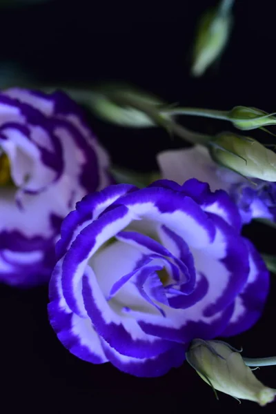 Close Beautiful Purple Flowers Summer Concept — Foto Stock