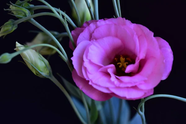 Beautiful Eustoma Flowers Dark Background — ストック写真