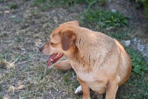 Милая Рыжая Собака Саду — стоковое фото