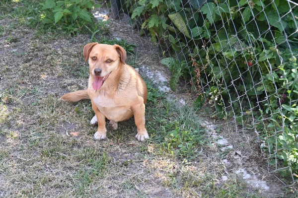 庭の可愛い生姜犬 — ストック写真