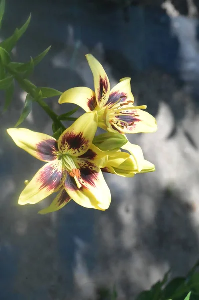 Gyönyörű Liliom Virágok Virágos Koncepció Kép — Stock Fotó