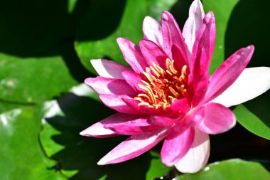 Gölette güzel pembe nilüfer çiçeği, yakın görüş.