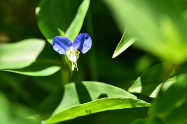 Bahçede büyüyen mor çiçekler.
