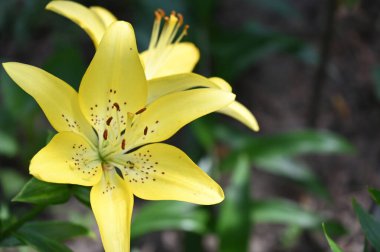 güzel zambak çiçekleri, çiçek konsepti imajı