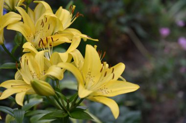 güzel zambak çiçekleri, çiçek konsepti imajı