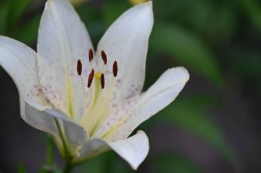 güzel zambak çiçekleri, çiçek konsepti imajı