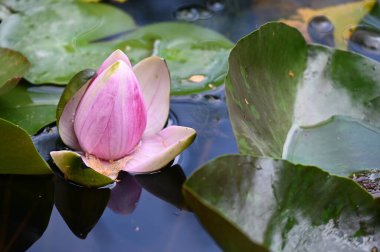 Gölette güzel pembe nilüfer çiçeği, yakın görüş.