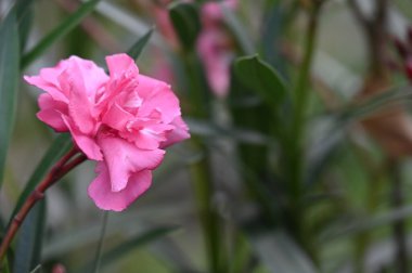 Bahçede büyüyen pembe çiçekler.