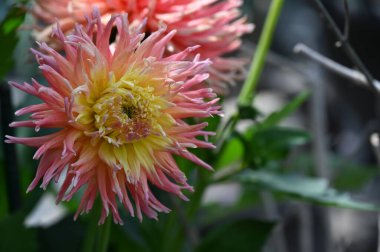 Bahçedeki güzel sarı ve pembe renkli çiçek