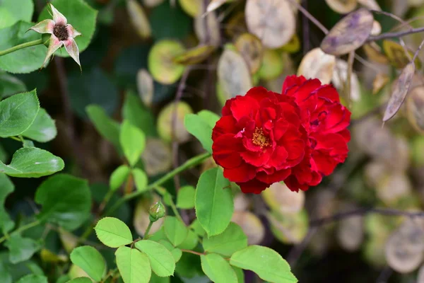 Schöne Rote Blumen Wachsen Garten — Stockfoto