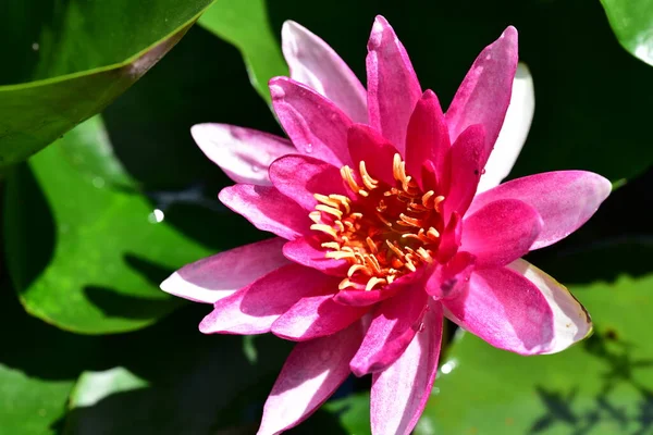 Gölette Güzel Pembe Nilüfer Çiçeği Yakın Görüş — Stok fotoğraf