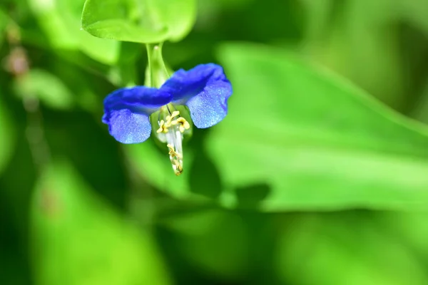 Blommande Lila Blommor Som Växer Trädgården — Stockfoto