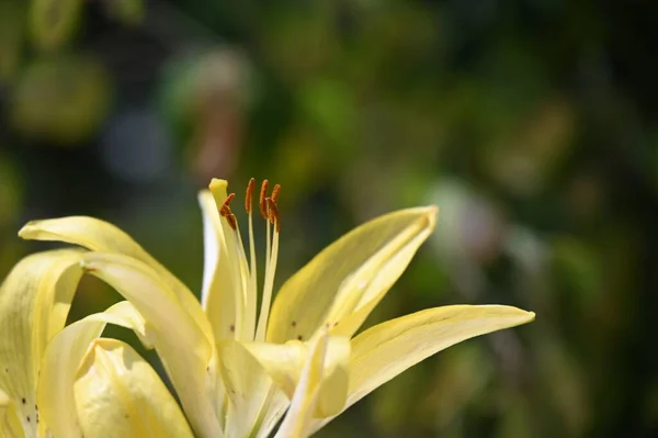 Beautiful Lily Flowers Floral Concept Image — Stock Photo, Image