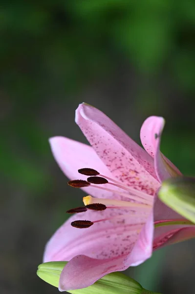 Piękne Kwiaty Lilii Kwiatowy Obraz Koncepcyjny — Zdjęcie stockowe