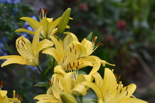 Красивые Цветы Лилии Цветочные Концепции Изображения — стоковое фото