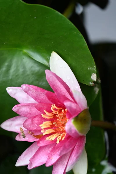 Beautiful Lily Pond Close View — Stock Photo, Image