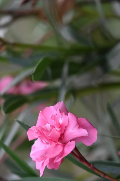 Virágzó Rózsaszín Virágok Nőnek Kertben — Stock Fotó