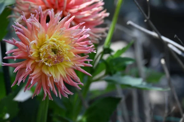 Vacker Gul Och Rosa Färgad Blomma Trädgården — Stockfoto