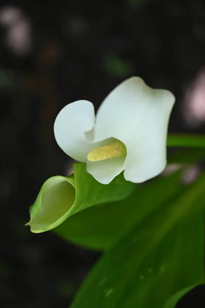 Fleurs Étonnantes Blanches Poussant Dans Jardin — Photo