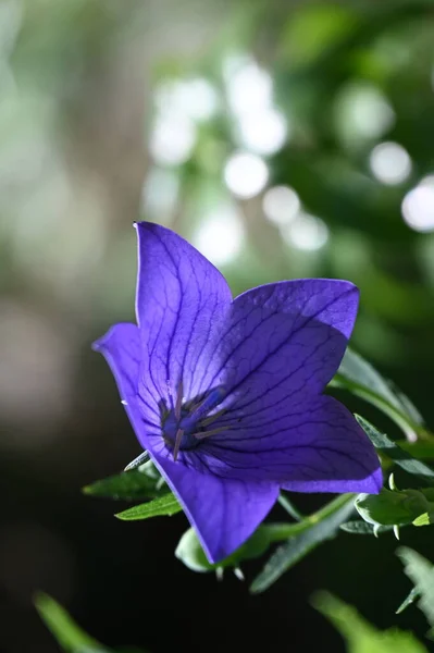 Fleurs Pourpres Fleurs Poussant Dans Jardin — Photo