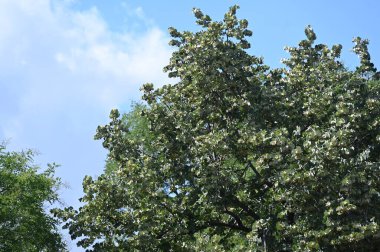 green trees growing in the park