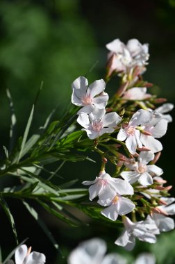 Bahçede büyüyen güzel beyaz çiçekler
