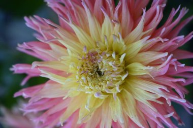 Bahçede büyüyen güzel pembe ve sarı renkli çiçek.