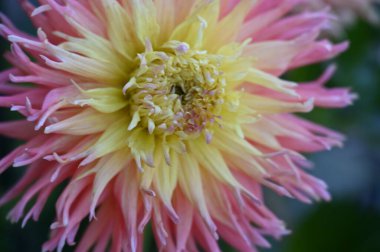 Bahçede büyüyen güzel pembe ve sarı renkli çiçek.