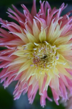 Bahçede büyüyen güzel pembe ve sarı renkli çiçek.