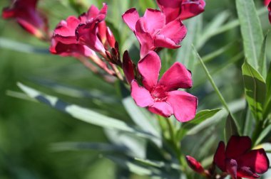 bahçede büyüyen güzel pembe çiçekler