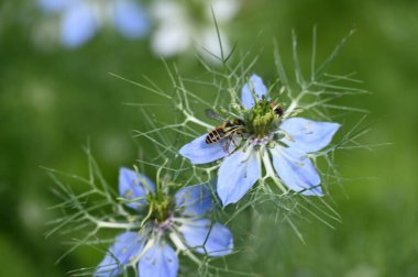 Güneşli yaz gününde büyüyen küçük mavi çiçekler.