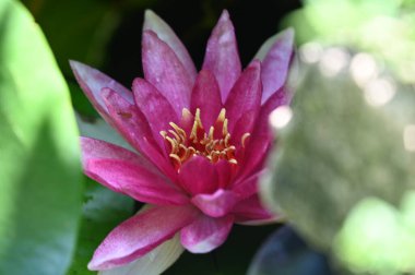 Gölette güzel pembe nilüfer çiçeği, yakın görüş.