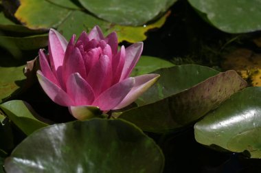 Gölette güzel pembe nilüfer çiçeği, yakın görüş.