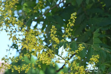Güzel sarı çiçeklere yakın, yaz konsepti.