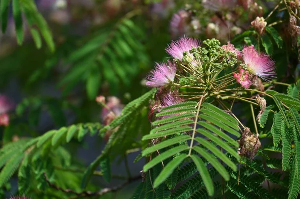 Bellissimi Fiori Rosa Che Crescono Giardino — Foto Stock