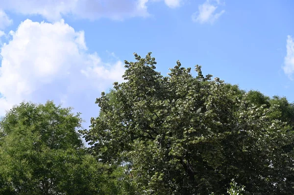 Green Trees Growing Park — Stok fotoğraf