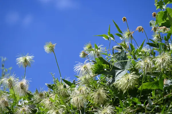 Beautiful White Flowers Growing Garden — Stock Photo, Image