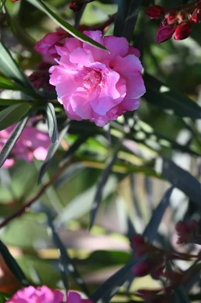 Mooie Roze Bloemen Groeien Tuin — Stockfoto