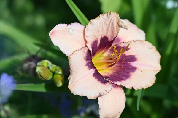 Vackra Lilja Blommor Blommigt Koncept Bild — Stockfoto